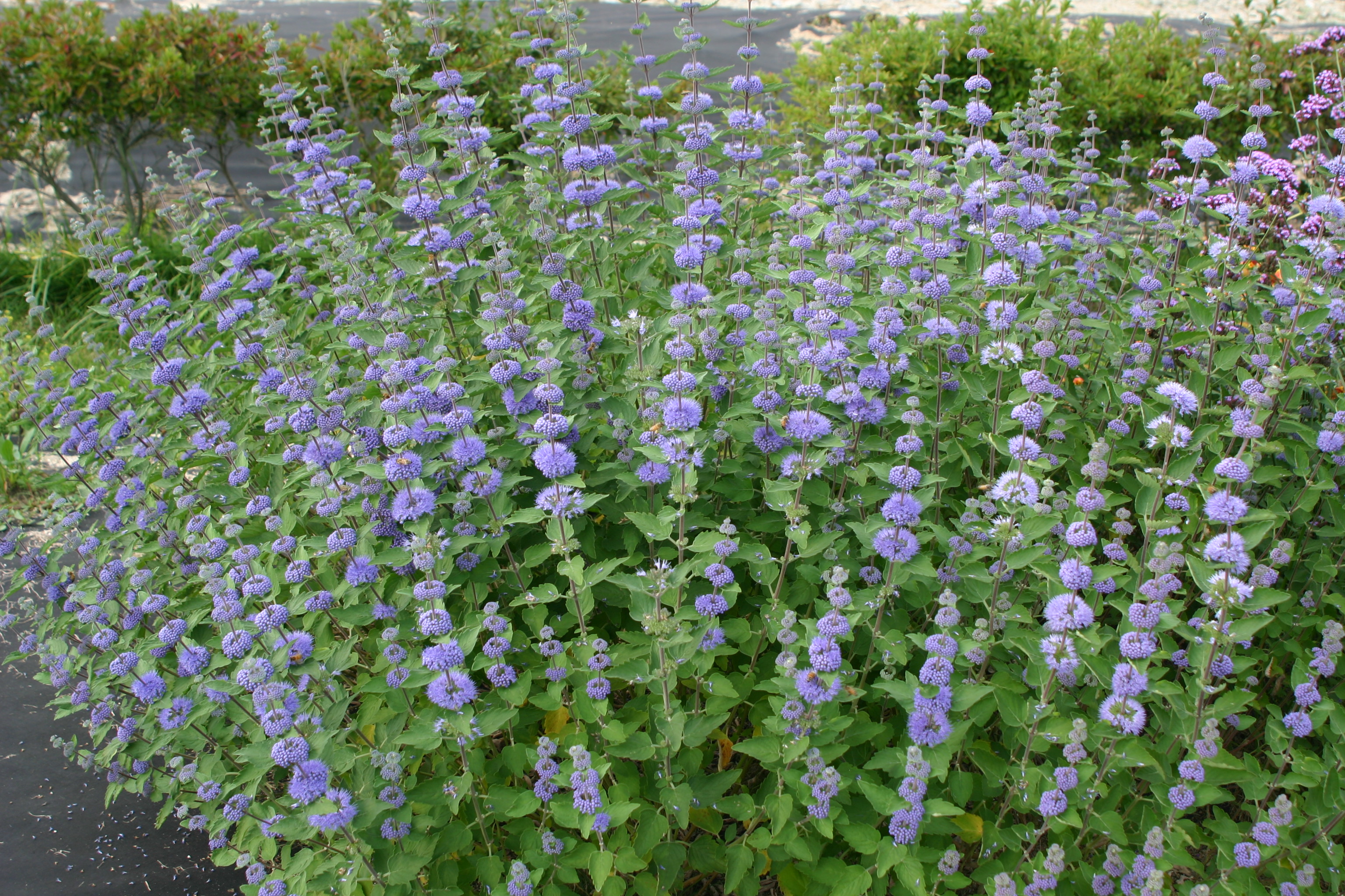 Caryopteris incana